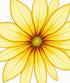 Radiant Yellow Daisy Petal Bloom Rug