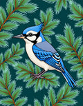 Blue Jay Amongst Evergreen Branches Rug