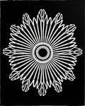 Bold White Sunburst Floral Black Rug