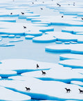 Arctic Ice Floes Black Canine Scape Rug