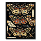 Gothic Skull Moth Entomological Black Rug