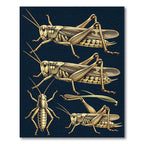 Vintage Golden Entomological Grasshopper Illustration Rug